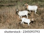 A mixed flock of approximately 300 hundred sheep and goats recently undertook the job of clearing overgrown weeds and grass on Travis Air Force Base, May 17, 2018. 