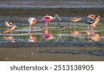 The mixed flock of roseate spoonbills (Platalea ajaja) and American avocets feeding in a tidal marsh, Galveston, Texas