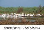 The mixed flock of white egrets, spoonbills and ibises fishing on the the East End of Galveston, Texas