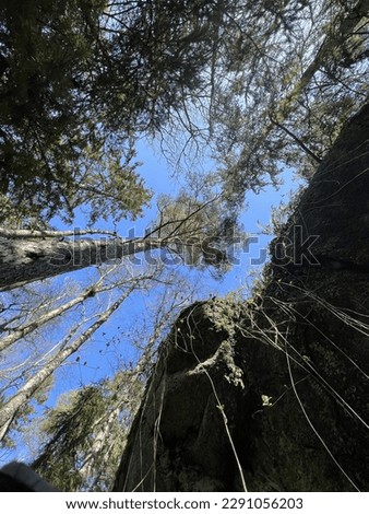 Mixed forest with boulders, seen in frog perspective. Frog's-eye view. Tall trees and creepers (woodbind) seen from below. Tjøme, Norway. 