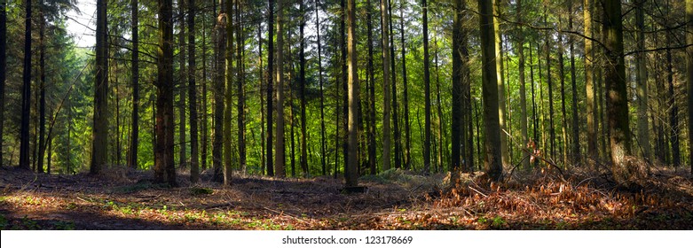 A mixed forest ( pine, spruce and beech ) in a sunny day, summer, by Beckingen,  Saarland / Germany, panoramic XX