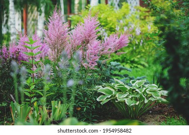mixed garden shady border with hostas and astilbe planted together - Shutterstock ID 1954958482