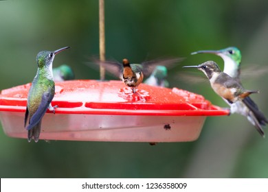 Mixed Group Of Hummingbirds At A Feeder, Tandayapa, Ecuador.