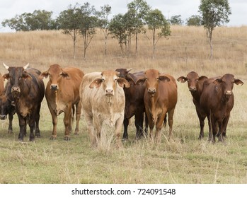 A Mixed Herd Of Australian Cattle Roaming Free In Queensland Australia.