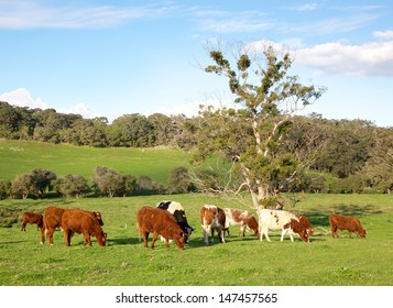 A mixed herd of cattle in the Caves Road area of Margaret River in Western Australia.