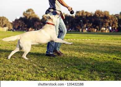 A Mixed Labrador Female Dog Looking Up And Running After The Chew Toy Her Trainer Is Holding.