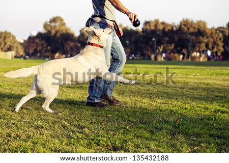 A mixed Labrador female dog looking up and running after the chew toy her trainer is holding.