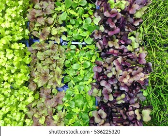 Mixed Microgreens