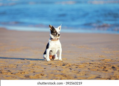 Border Collie Short Hair Images Stock Photos Vectors Shutterstock