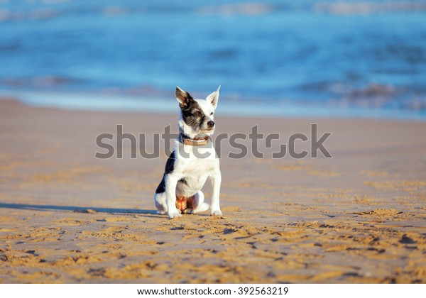 Mixed Mongrel Dog Short Hair Receiving Stock Photo Edit Now