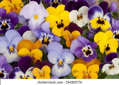 mixed pansies in garden - Shutterstock ID 254303776