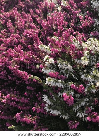 Mixed pink and white spring Heather (Erica carnea varieties)