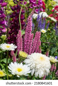 Mixed Planting At The Hampton Court Flower Show, East Molesey, UK.