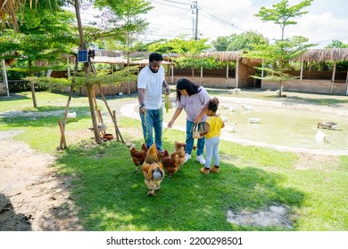 Mixed Race Family With African American Father And Asian Mother Enjoy To Have Fun And Relax Activity To Feed Or Play With Group Of Chicken In Their Farm.