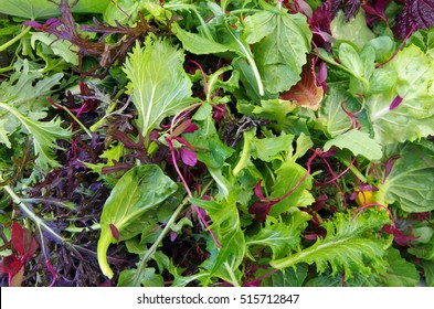 Mixed Raw Salad Leaf Field Greens Closeup