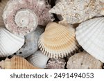 Mixed seashells background texture. seashells and corals close up. seashells collection pattern