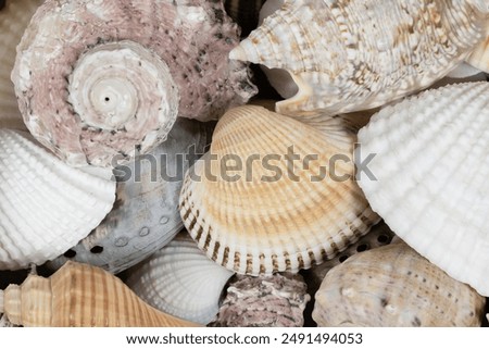 Mixed seashells background texture. seashells and corals close up. seashells collection pattern