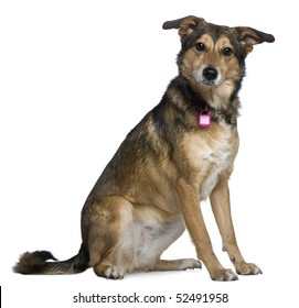 Dog Name Images Stock Photos Vectors Shutterstock