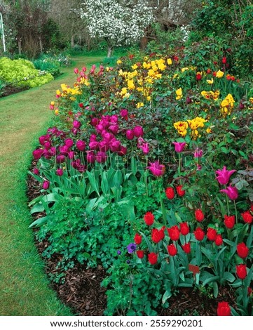 Mixed spring border with colourful tulips 