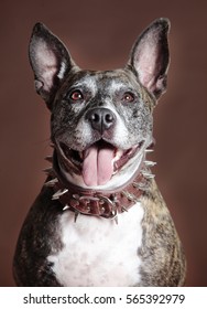Mixed staffordshire dog portrait, with spiked necklace in studio