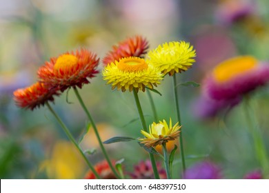 Mixed Strawflower