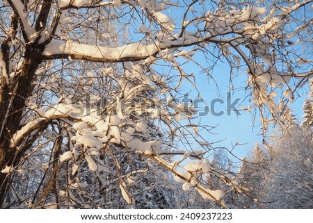 Mixed taiga forest in winter in clear frosty weather after heavy snowfall. Air temperature - 27 degrees Celsius. Flora of Karelia. A walk through the icy frozen forest. Tree branches. Polar climate.