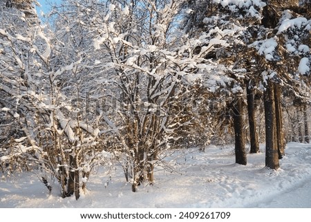 Mixed taiga forest in winter in clear frosty weather after heavy snowfall. Air temperature - 27 degrees Celsius. Flora of Karelia. A walk through the icy frozen forest. Tree branches. Polar climate.