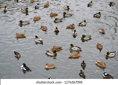 Mixed variety of ducks in a pond. 