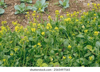 Mixed vegetable at traditional garden in Thai Binh, Vietnam, flowering Kai lan or Chinese broccoli blooming yellow flower, thick stems and glossy blue green leaves Chinese kale leafy greens. Asia