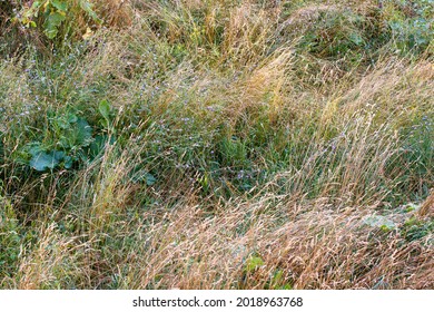 mixed wild green and dry yellow grass late summer afternoon