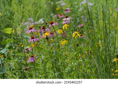 Mixed Wildflowers Grow In The Prairie Planting Area Near The Storm Water Management Pond