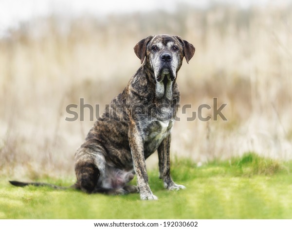 Mixedbred Dog Mix Cane Corso Italian Stock Photo Edit Now