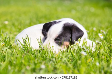 Mixed-breed adorable cute little puppy lying twisted in green grass on a sunny spring day. - Shutterstock ID 278117192