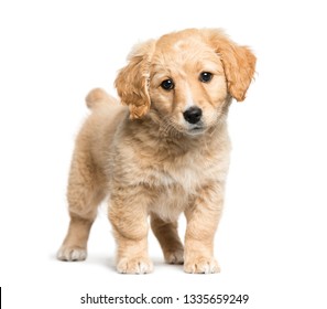 Mixed-breed between Jack Russell terrier and Golden retriever, 2 months old, in front of white background - Powered by Shutterstock