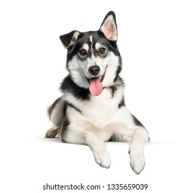 Mixed-breed Between Siberian Husky And Labrador Retriever Lying In Front Of White Background