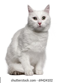 Mixed-breed Cat, 1 Year Old, Sitting In Front Of White Background