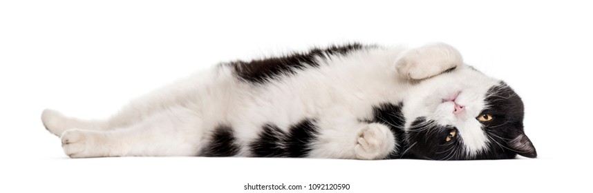 Mixed-breed cat lying against white background