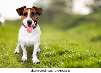 犬 撫でる の写真素材 画像 写真 Shutterstock