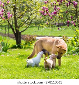 Mixed-breed Cute Little Puppies Playing With Her Dog Mom Outdoors On A Meadow On A Sunny Spring Day.