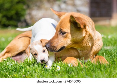Mixed-breed cute little puppy playing with her dog mom outdoors on a meadow on a sunny spring day.