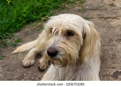 Mixed-breed Dog, Country Dog That Lives In The Wild Without A Home, Long-haired Without Grooming. Abandoned But Happy, Non-aesthetic Wild-looking Dog