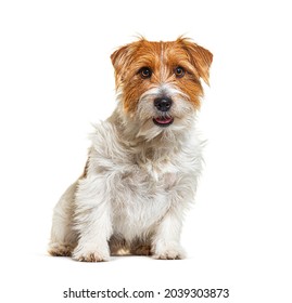 Mixed-breed dog with jack russel terrier, sitting, panting, isolated on white