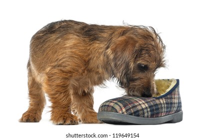 Mixed-breed Dog Puppy, 3 Months Old, Sniffing Slipper Against White Background