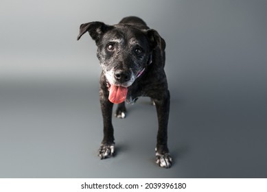 Mixed-Breed Dog Senior Dog. Adopt Senior Dogs Photo Shoot On Plain Background