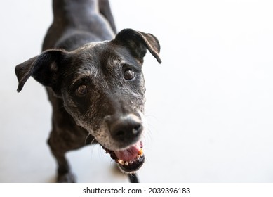 Mixed-Breed Dog Senior Dog. Adopt Senior Dogs Photo Shoot On Plain Background