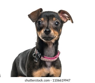 Mixed-breed dog standing, isolated