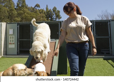 A mixed-breed poodle at a pet boarding facility.