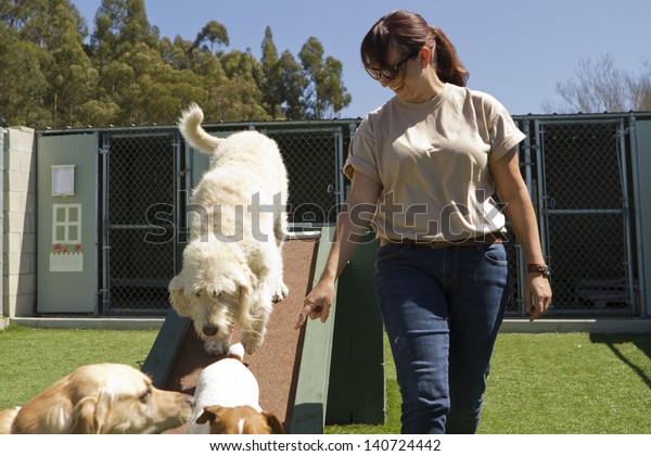 A\
mixed-breed poodle at a pet boarding\
facility.