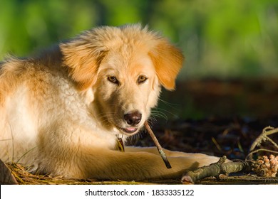 A mixed-breed puppy chews on a stick at sunset