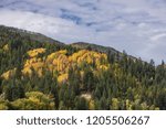 A mixture of green pine trees and yellow aspens near Bonners Ferry, Idaho.